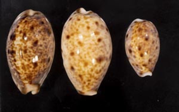 画像1: ニシノヒメホシダカラ (1)