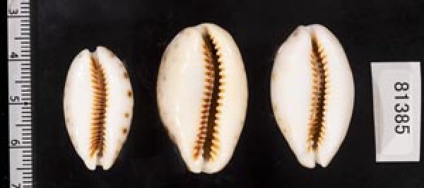 画像2: ニシノヒメホシダカラ (2)