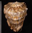 ダイオウトウカムリ Cassis tuberosafig.2