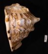ダイオウトウカムリ Cassis tuberosafig.3