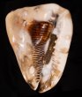 ダイオウトウカムリ Cassis tuberosafig.1