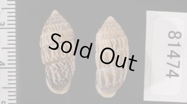 画像2: ハトノオオタワラ SALE! (2)