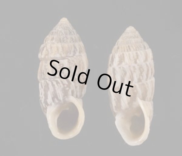 画像1: ハトノオオタワラ SALE! (1)