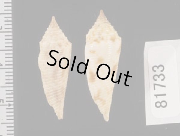 画像2: スベリホウオウイモ (2)