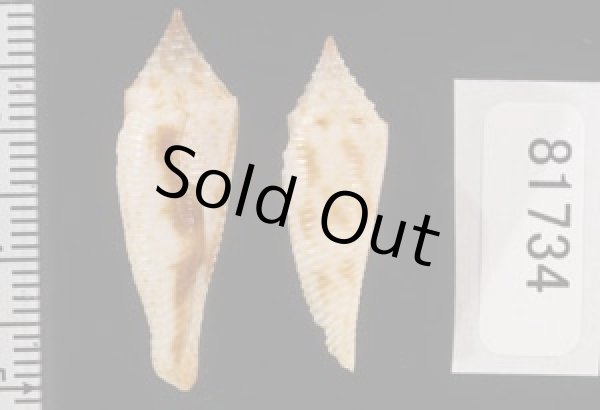 画像2: スベリホウオウイモ (2)