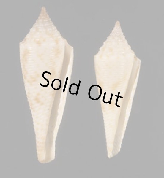 画像1: スベリホウオウイモ (1)