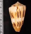 ウツクシミナシ Conus striatellus lictorfig.2