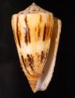 ウツクシミナシ Conus striatellus lictorfig.1