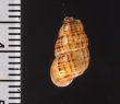 サグラホンクチヒレ (仮称) Chondropoma pictum sagrafig.2