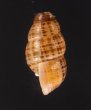 サグラホンクチヒレ (仮称) Chondropoma pictum sagrafig.3