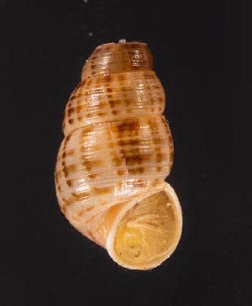 サグラホンクチヒレ (仮称) Chondropoma pictum sagrafig.1