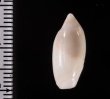 チャガスリボタル (仮称) Ancilla culiereifig.2