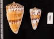 マラッカイモ Conus malacanusfig.2