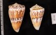 マラッカイモ Conus malacanusfig.2