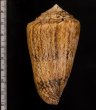 マサゴイモ Conus araneosus araneosusfig.2