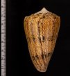 マサゴイモ Conus araneosus araneosusfig.2