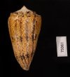 マサゴイモ Conus araneosus araneosusfig.3