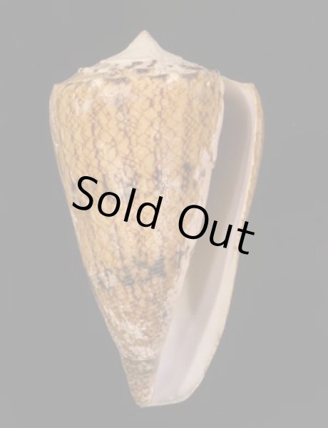 マサゴイモ Conus araneosus araneosusfig.1