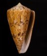 マサゴイモ Conus araneosus araneosusfig.1