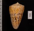 マサゴイモ Conus araneosus araneosusfig.2