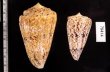 マサゴイモ Conus araneosus araneosusfig.2