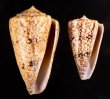 マサゴイモ Conus araneosus araneosusfig.1