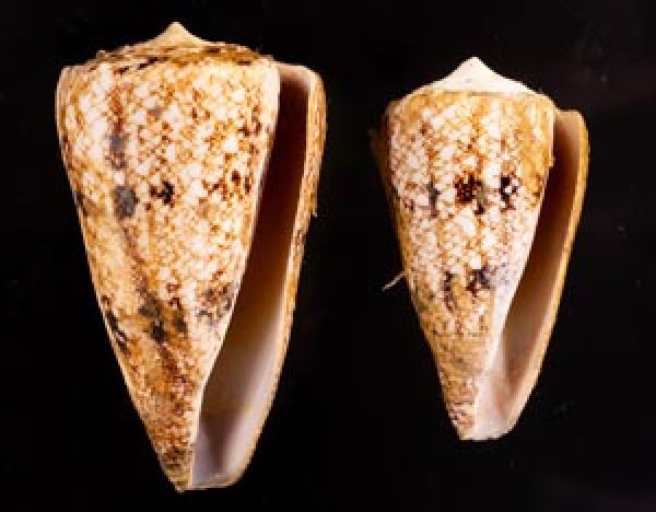 マサゴイモ Conus araneosus araneosusfig.1