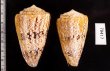 マサゴイモ Conus araneosus araneosusfig.2