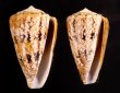 マサゴイモ Conus araneosus araneosusfig.1