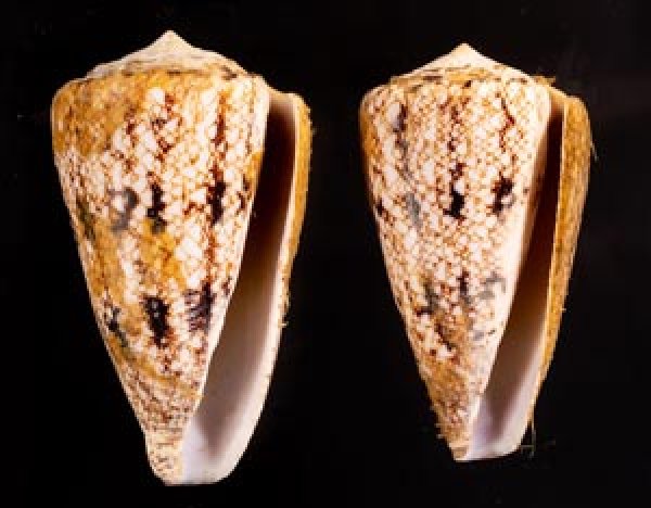 マサゴイモ Conus araneosus araneosusfig.1