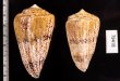 マサゴイモ Conus araneosus araneosusfig.2
