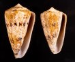 マサゴイモ Conus araneosus araneosusfig.1