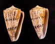 マサゴイモ Conus araneosus araneosusfig.1