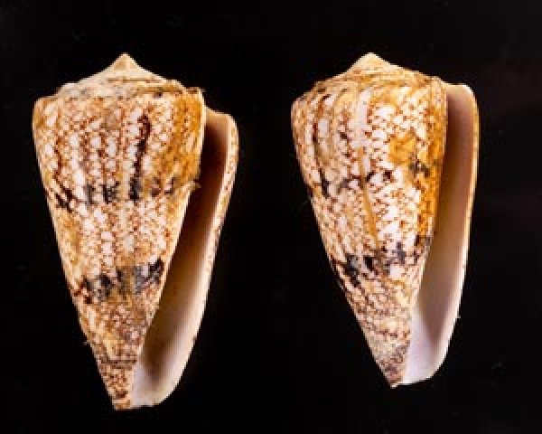 マサゴイモ Conus araneosus araneosusfig.1