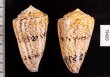 マサゴイモ Conus araneosus araneosusfig.2