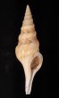 フクレハスジマイグチ (仮称) Turricula tornata fulminatafig.1