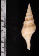 フクレハスジマイグチ (仮称) Turricula tornata fulminatafig.2