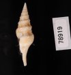 フクレハスジマイグチ (仮称) Turricula tornata fulminatafig.3