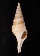フクレハスジマイグチ (仮称) Turricula tornata fulminatafig.1