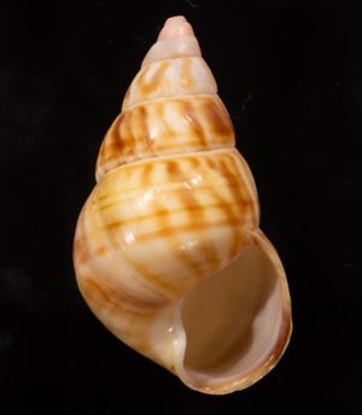 クスミイトヒキマイマイ Liguus fasciatus winteifig.1