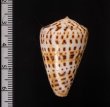 ショウミョウイモ Conus byssinusfig.2