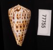 ショウミョウイモ Conus byssinusfig.3