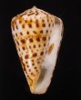 ショウミョウイモ Conus byssinusfig.1