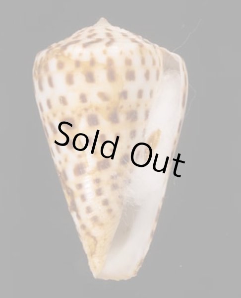 ショウミョウイモ Conus byssinusfig.1