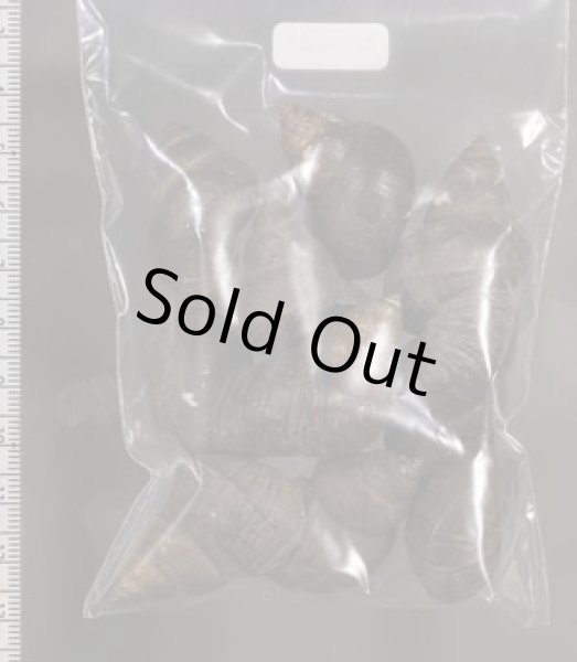 画像2: シャムタニシ (2)