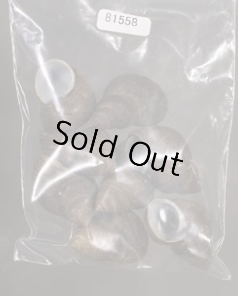 画像1: シャムタニシ (1)