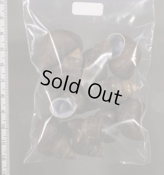 画像2: シャムタニシ (2)