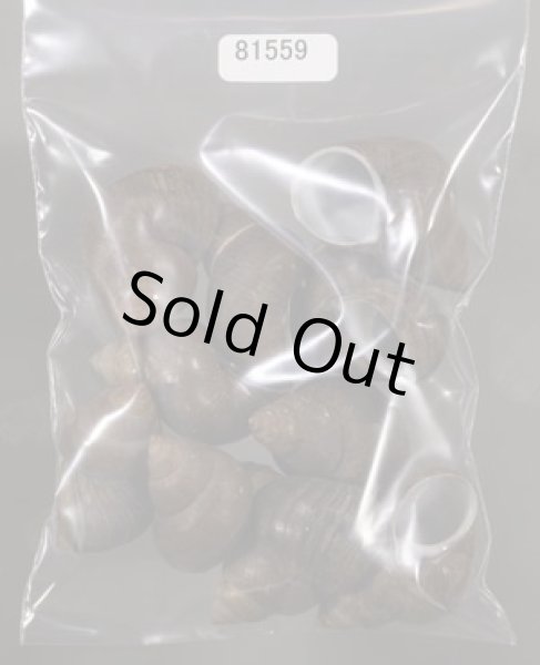 画像1: シャムタニシ (1)