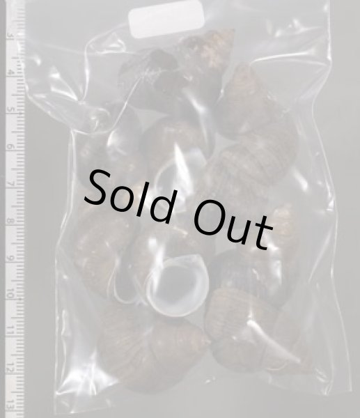 画像2: シャムタニシ (2)