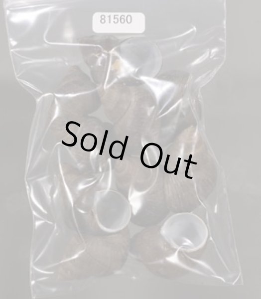 画像1: シャムタニシ (1)